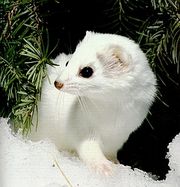 An actual weasel